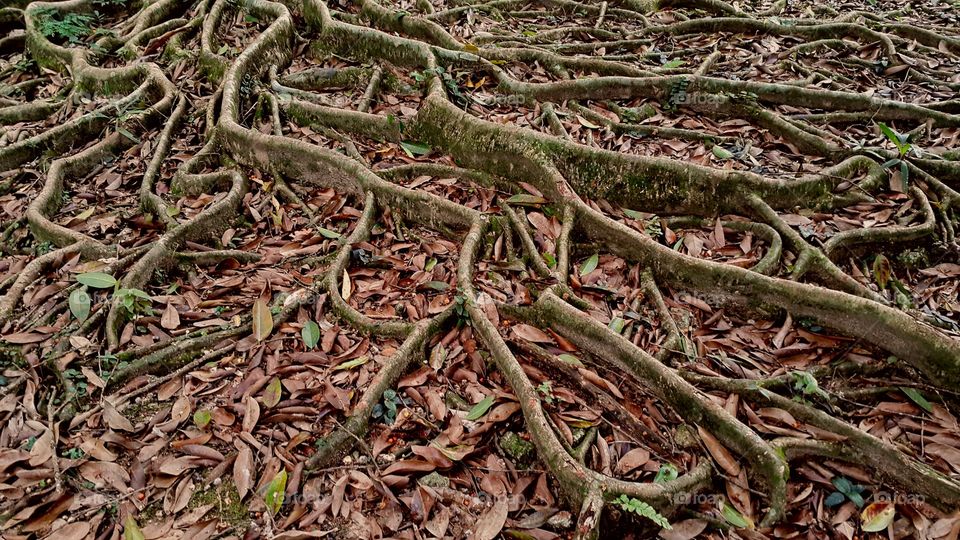 Close-up of tree roots