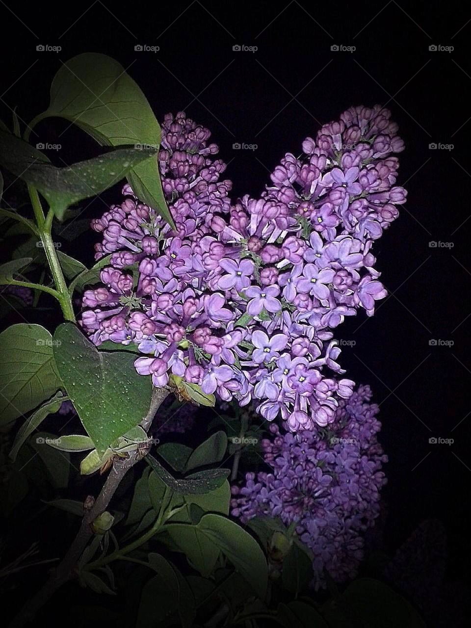 Lilac Flower 