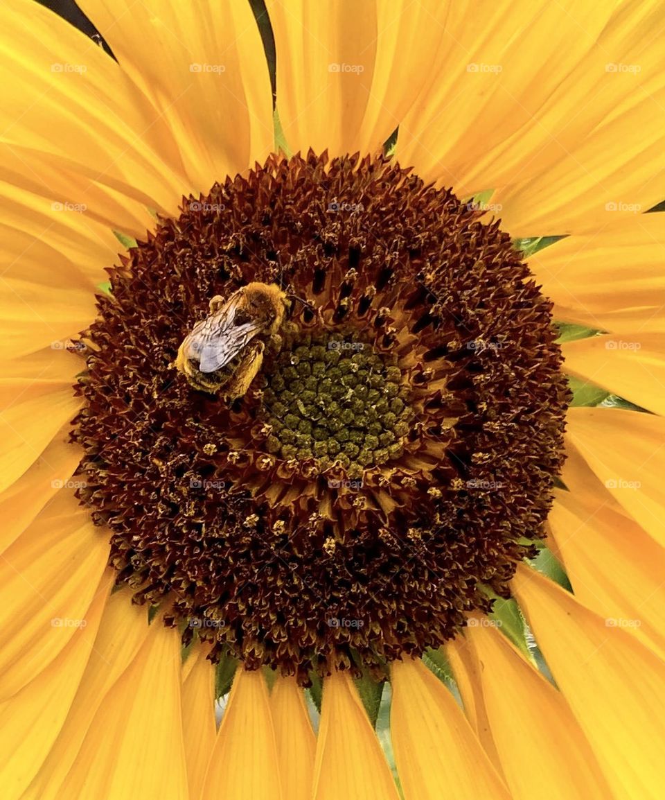 Closeup of an Eastern Bumblebee on a sunflower.