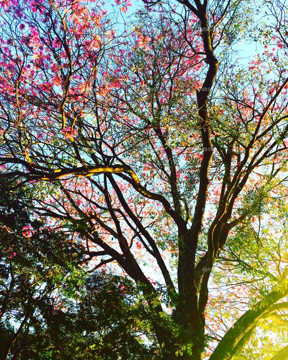 First signs of spring: the pink ipe tree blooming wonderfully with the arrival of the “flower season”! / Primeiros sinais da primavera: o pé de ipê rosa florindo maravilhosamente com a chegada da “estação das flores”!