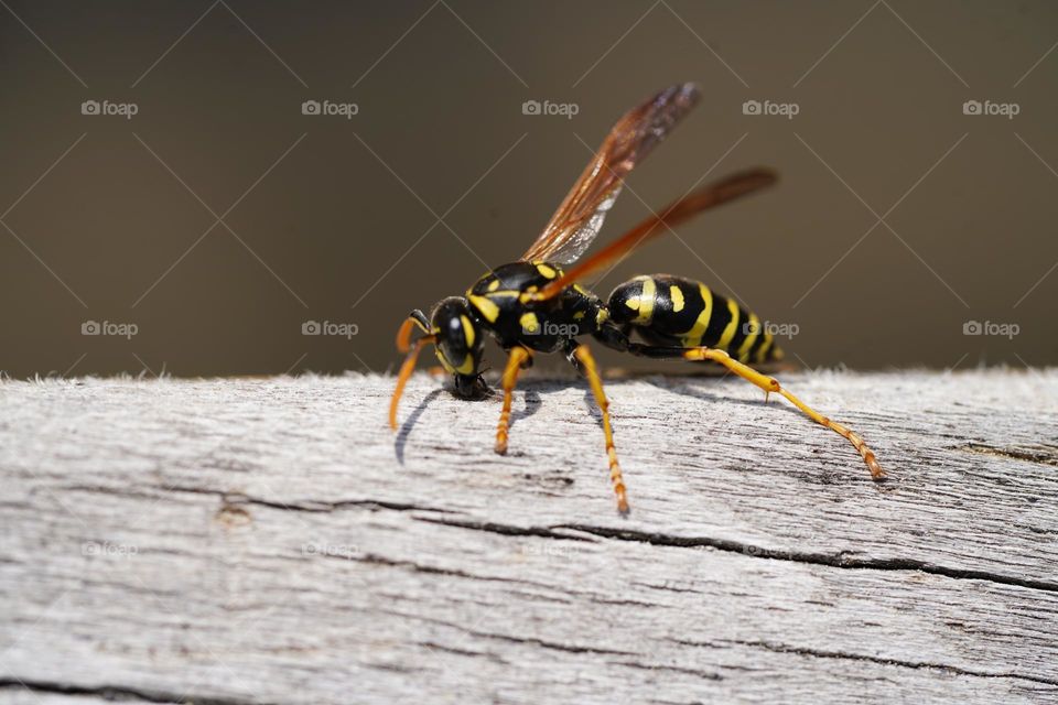 Wasp