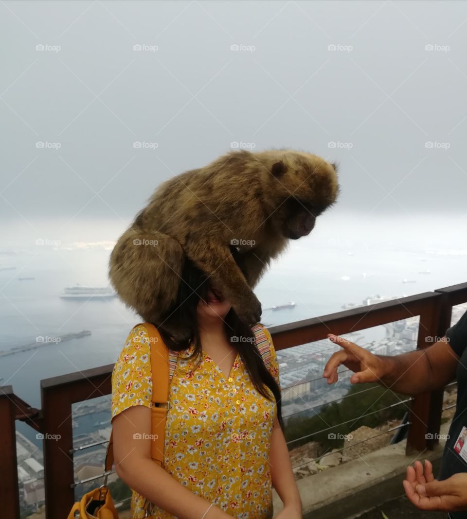 trying to take a photo with the dangerous barbary macaque of gibraltar, but he don t wan t to move his hand from my face