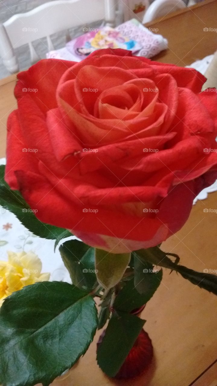 #Flores tão bonitas e com destino especial: o coração da esposa querida! Como não gostar?