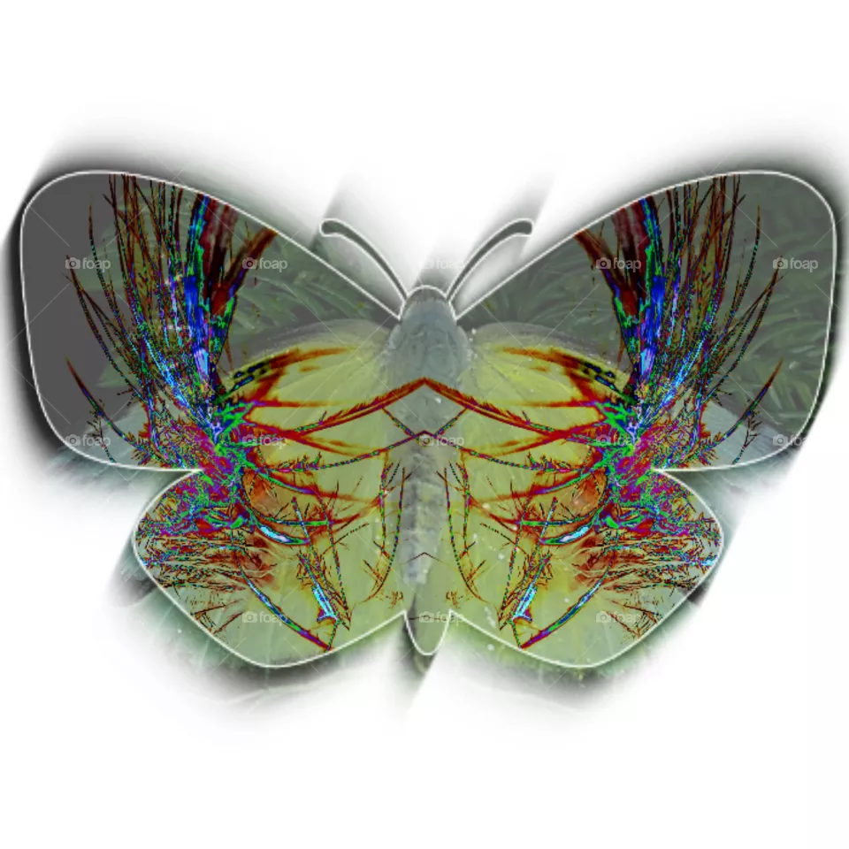 colour fly
