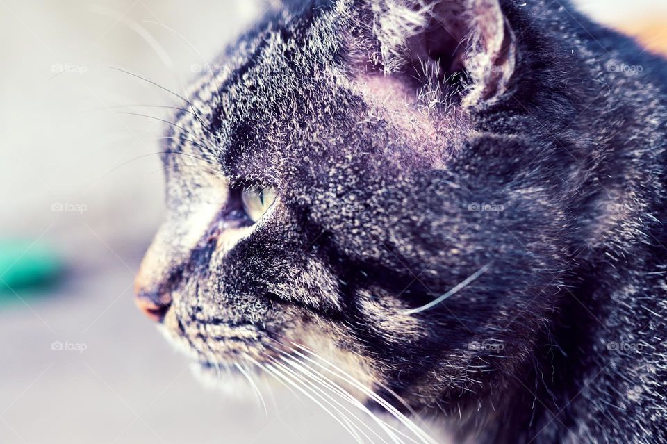 profile of a cat