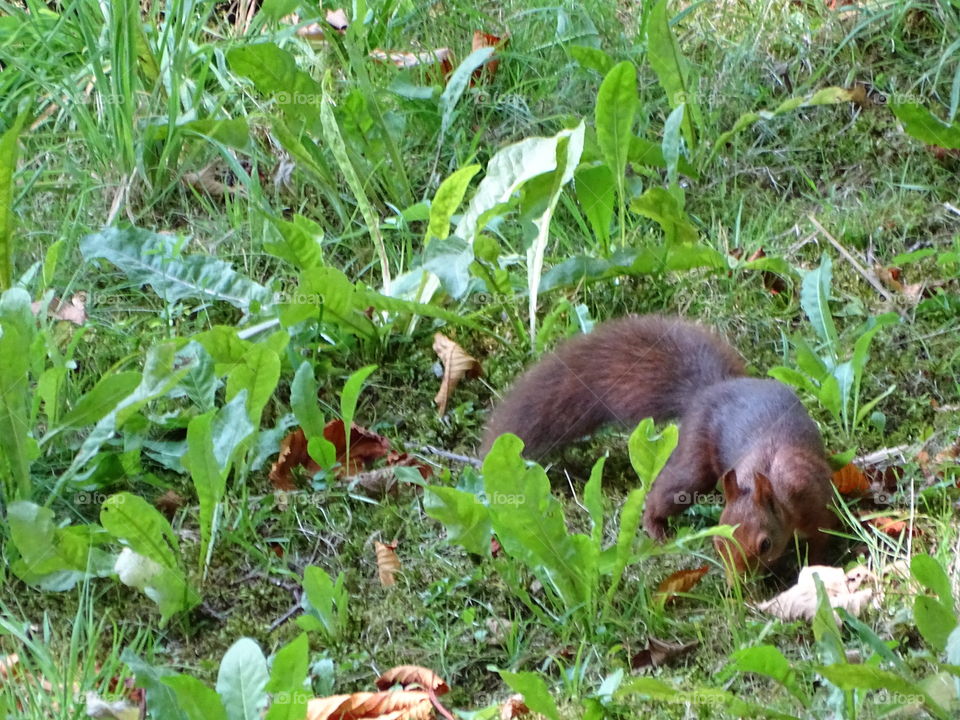 Kurpark in Bad Wildbad