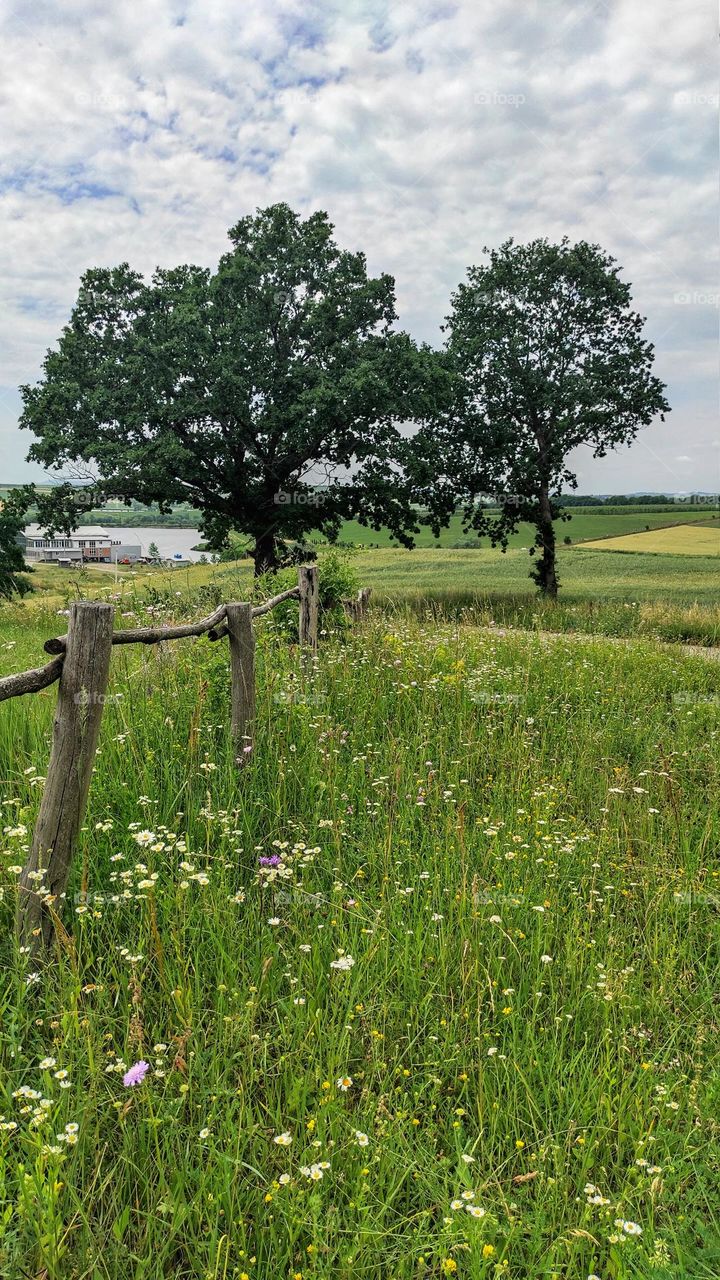 Blooming meadow on bright sunny day