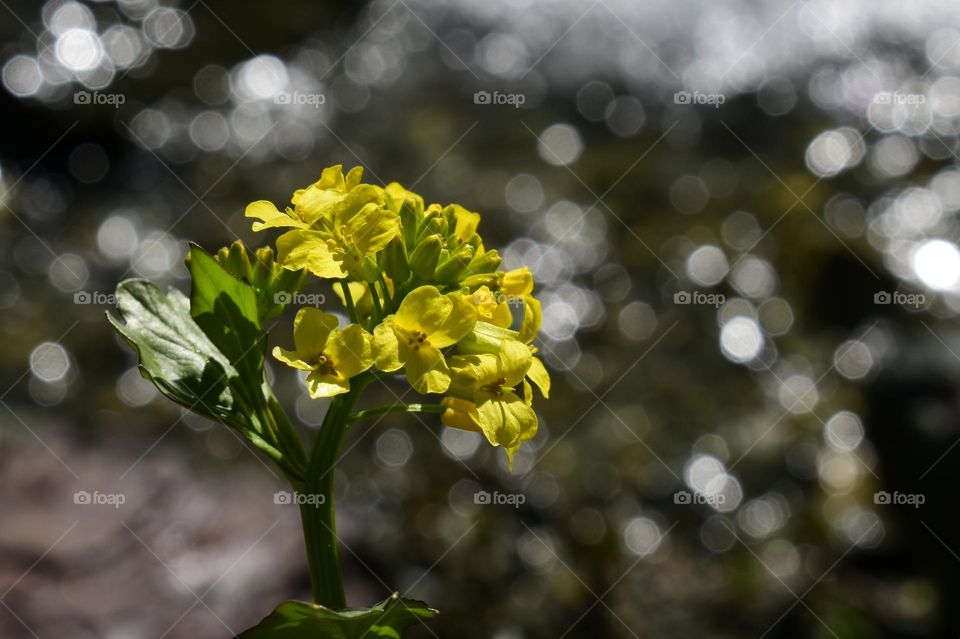 yellow wildflowers with bokeh light