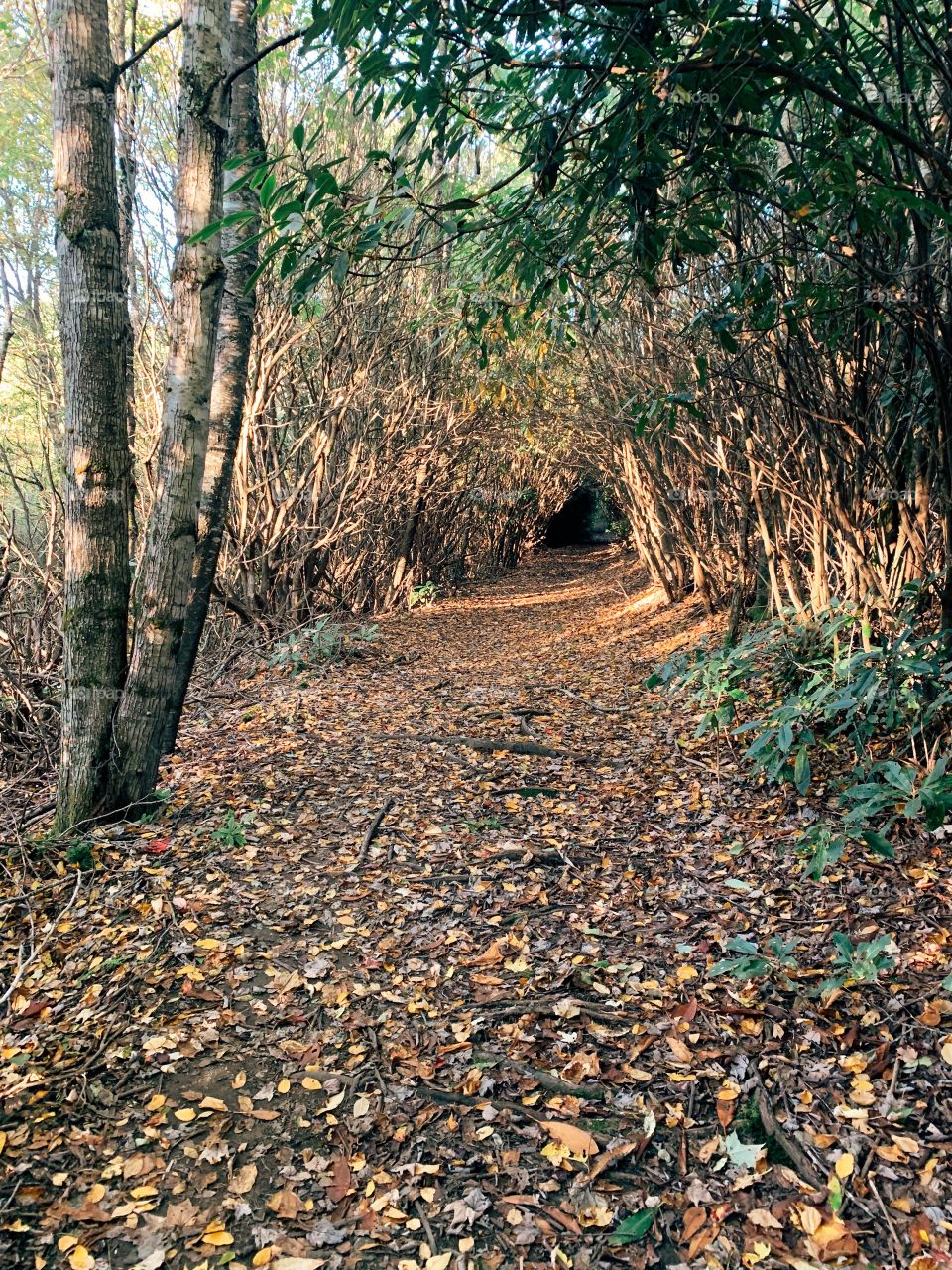 An enchanted walkway through the woods on a delicious, golden autumn evening. 