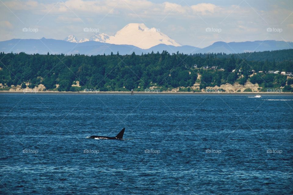 Whale watching in the Puget Sound, Washington 
