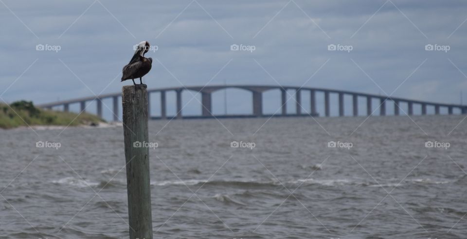 Pelican and Dauphin Island bridge