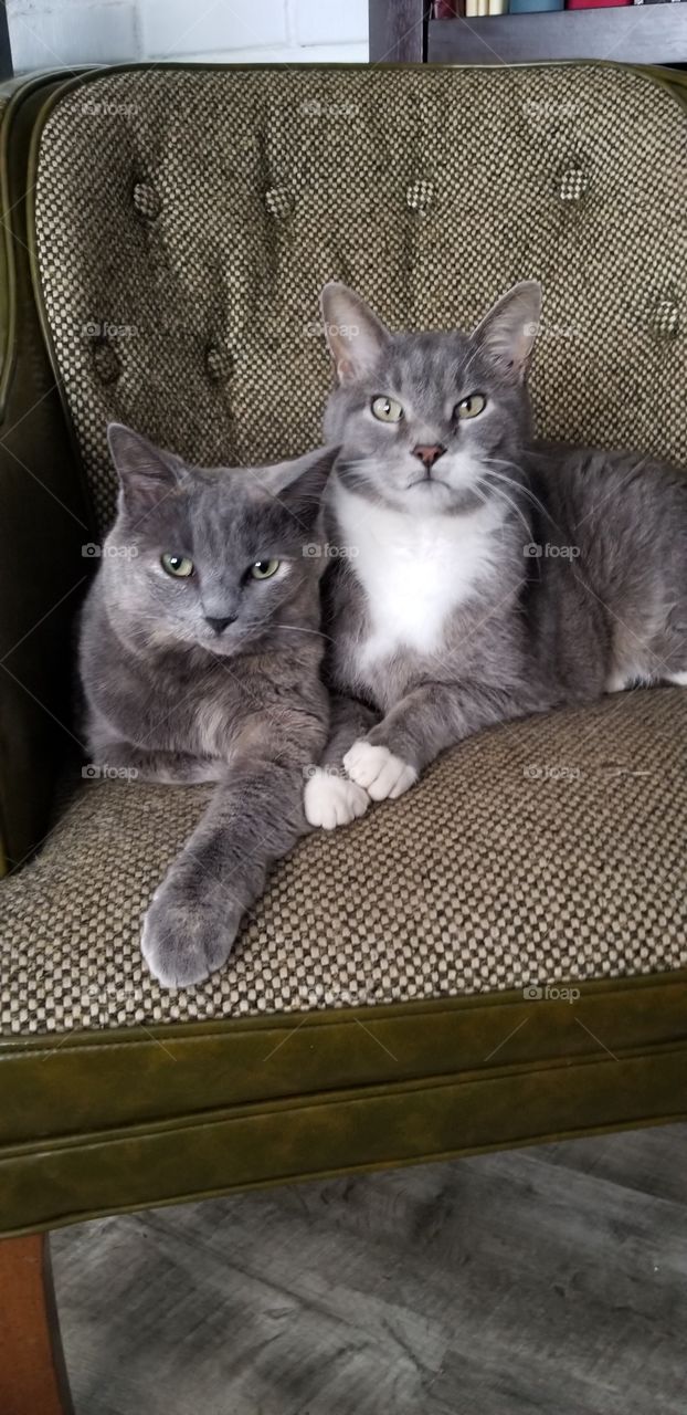 grey cats posing on green chair