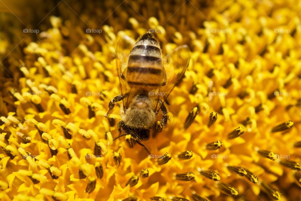 Macro bee