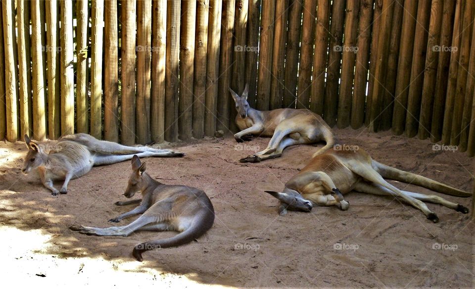 Australian Kangaroos resting and relaxing in the shadow