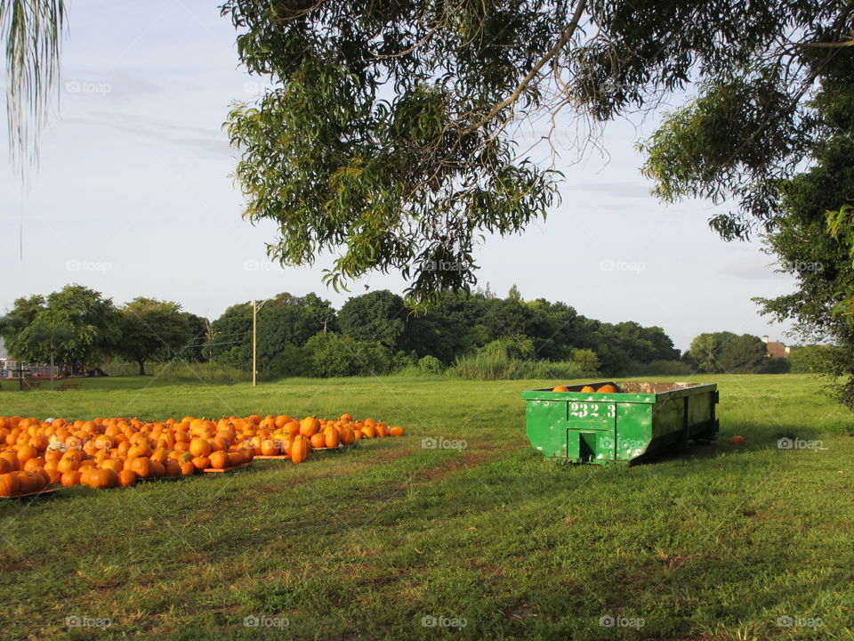 Pumpkins. Pumpkins for sale and past their prime