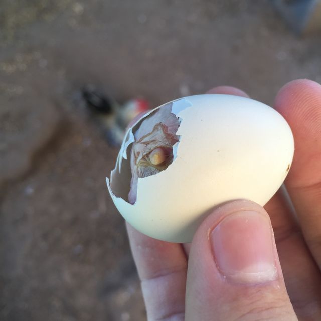 Baby chicken hatching 