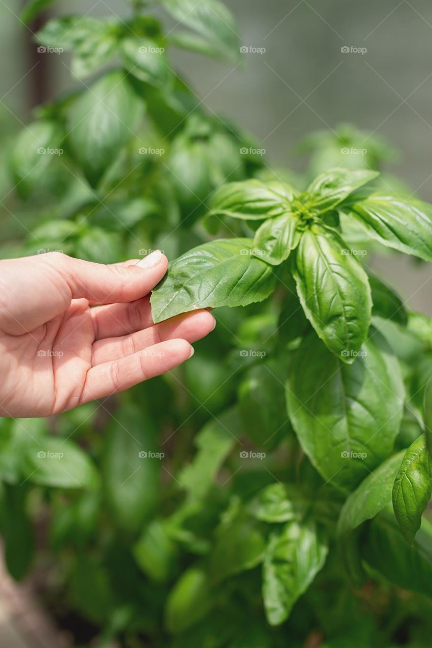 composition with green color