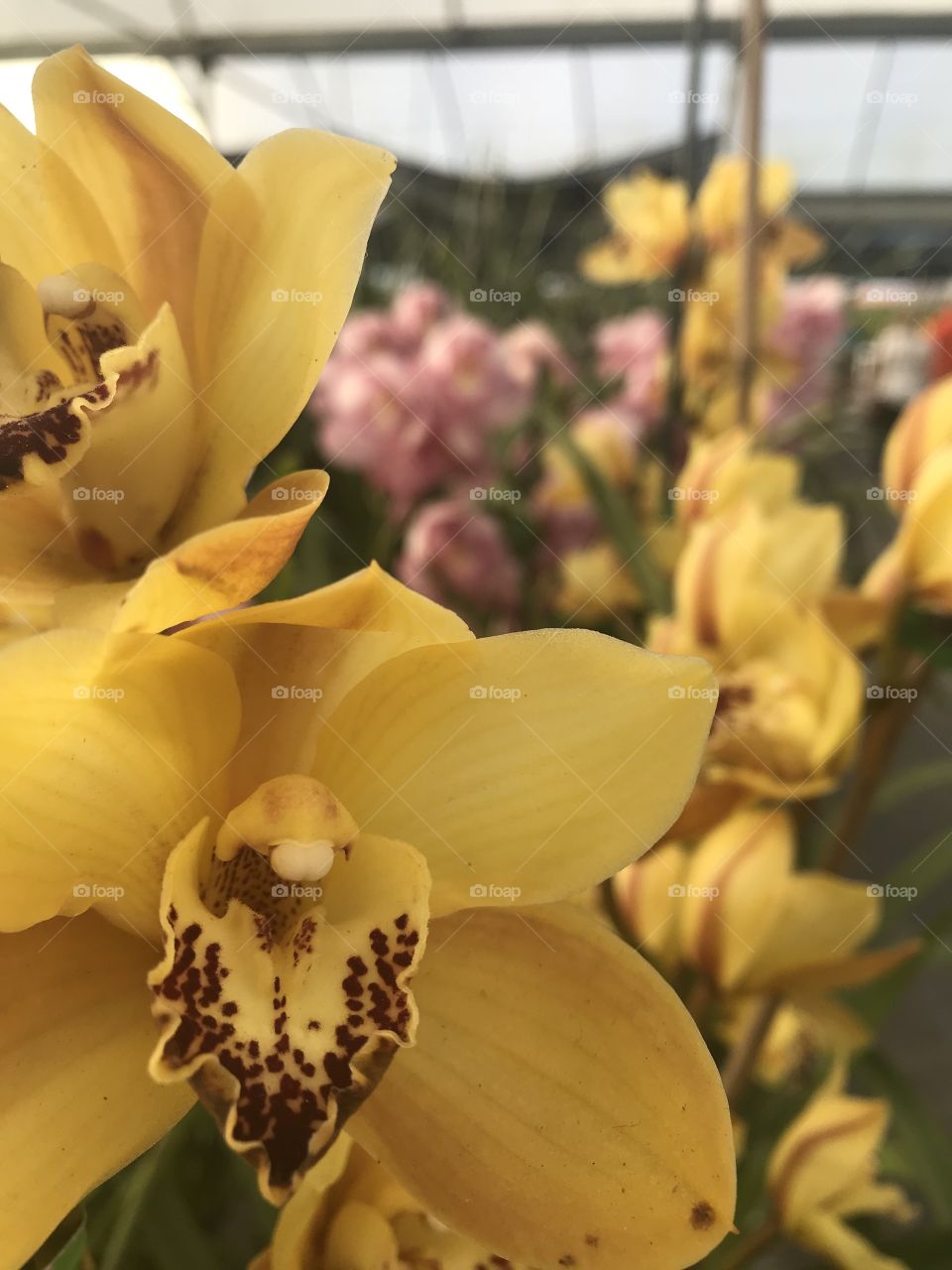 Yellow Flowers