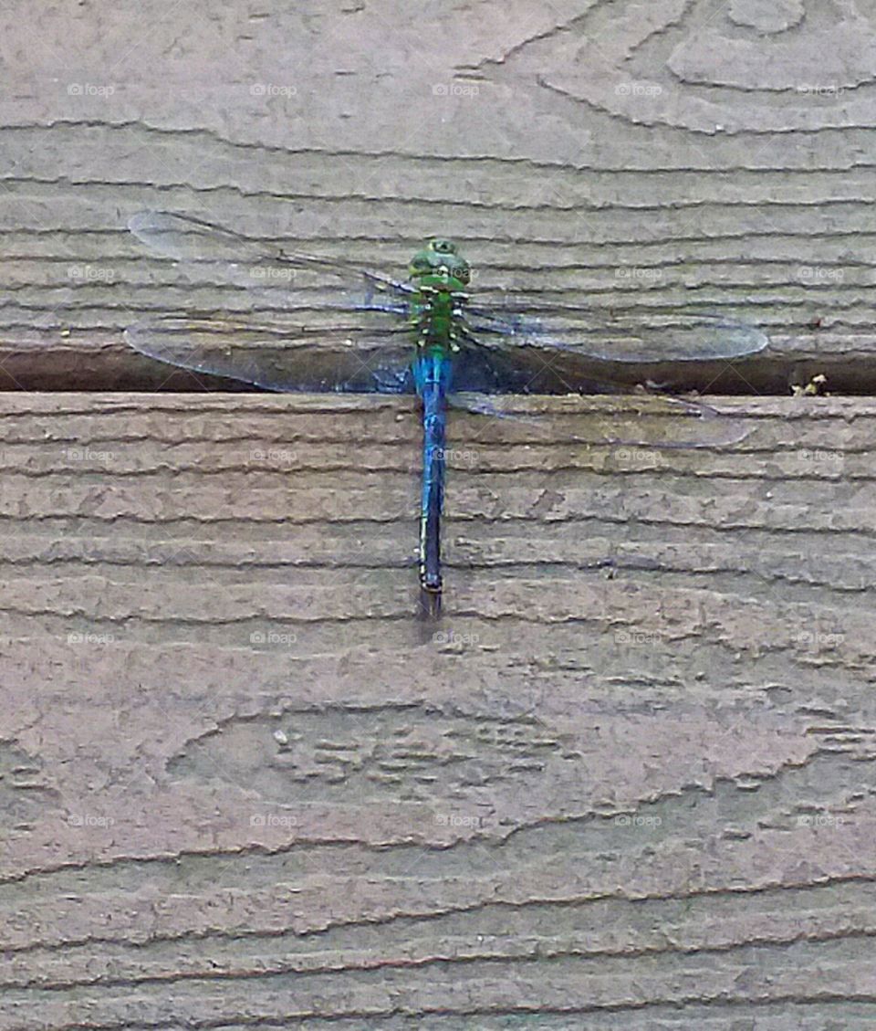 Dragonfly