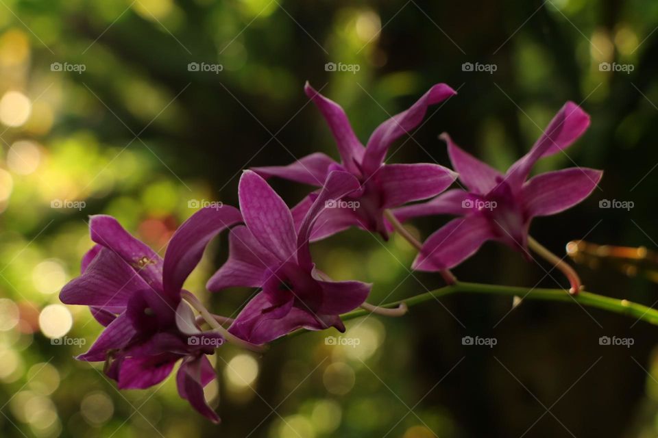 Magenta orchid flowers