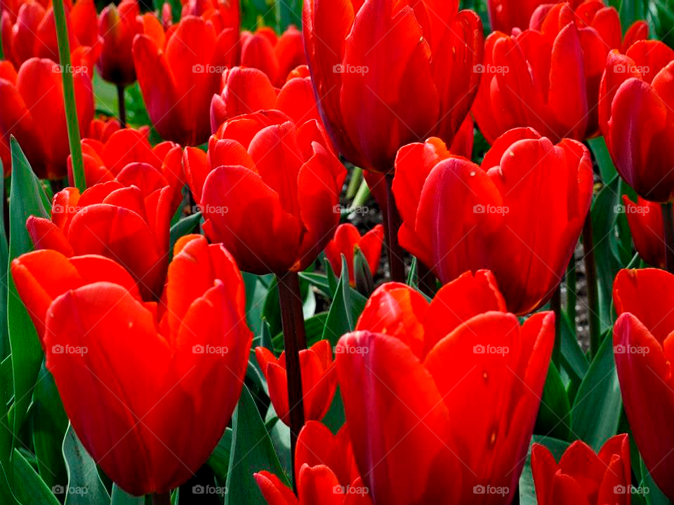 Red tulips