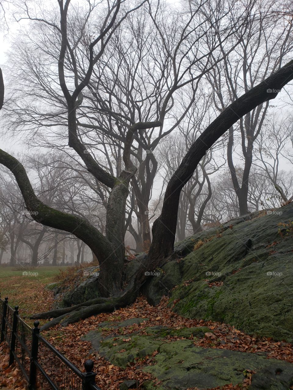 A gorgeous elm tree, at dusk, on a rainy day.