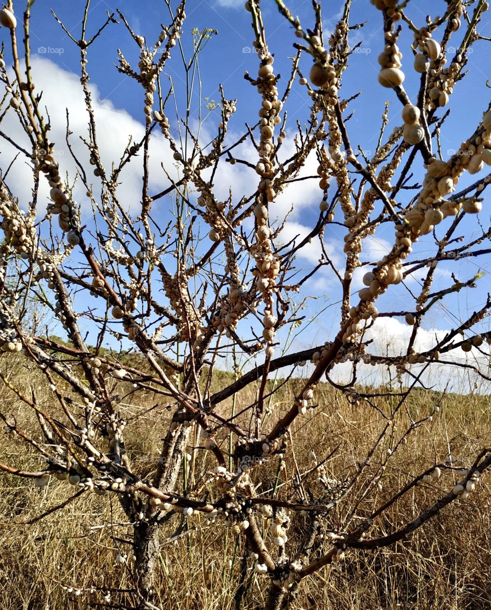 Walking through the field I have found a tree. It is a tree full of snails. Nature always manages to surprise us.