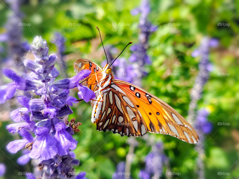 orange butterfly on  purple mystic spires