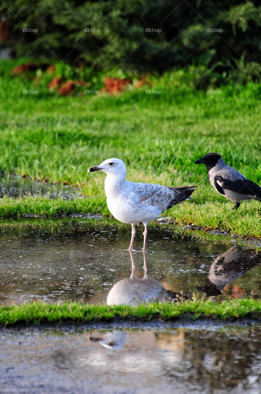 Bird reflection