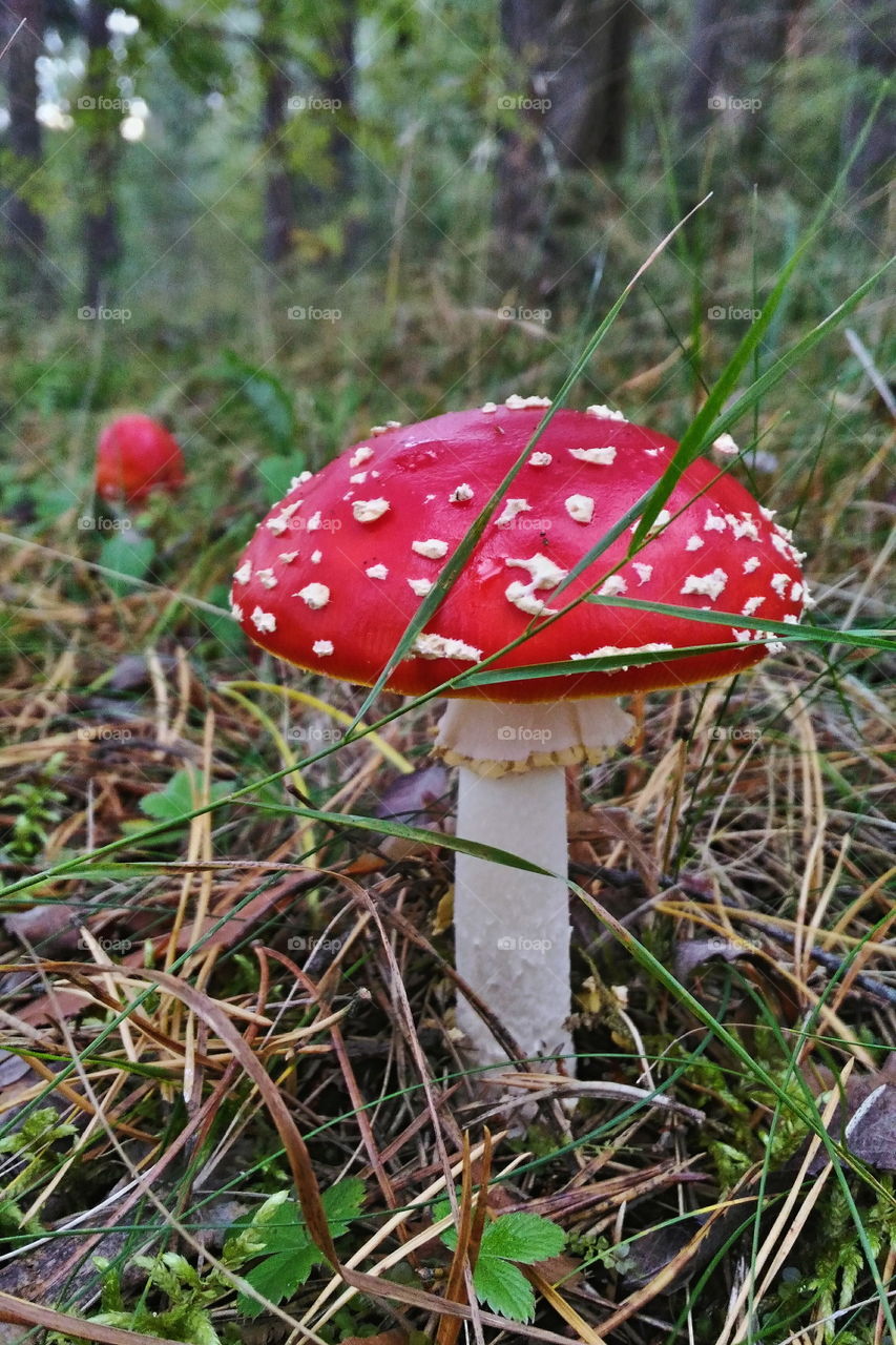 Fly agaric in grass