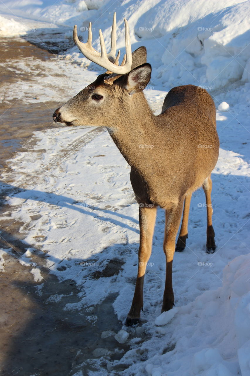 Deer, Mammal, No Person, Snow, Wildlife