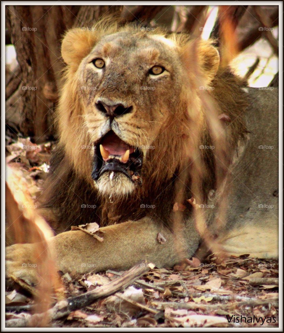 Lion of Gir India
