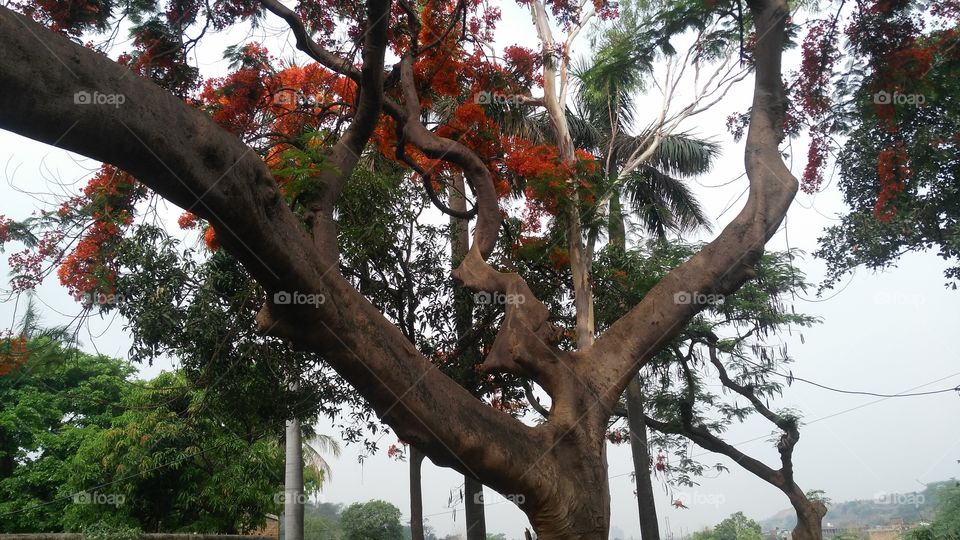 a flowers tree in the garden.
