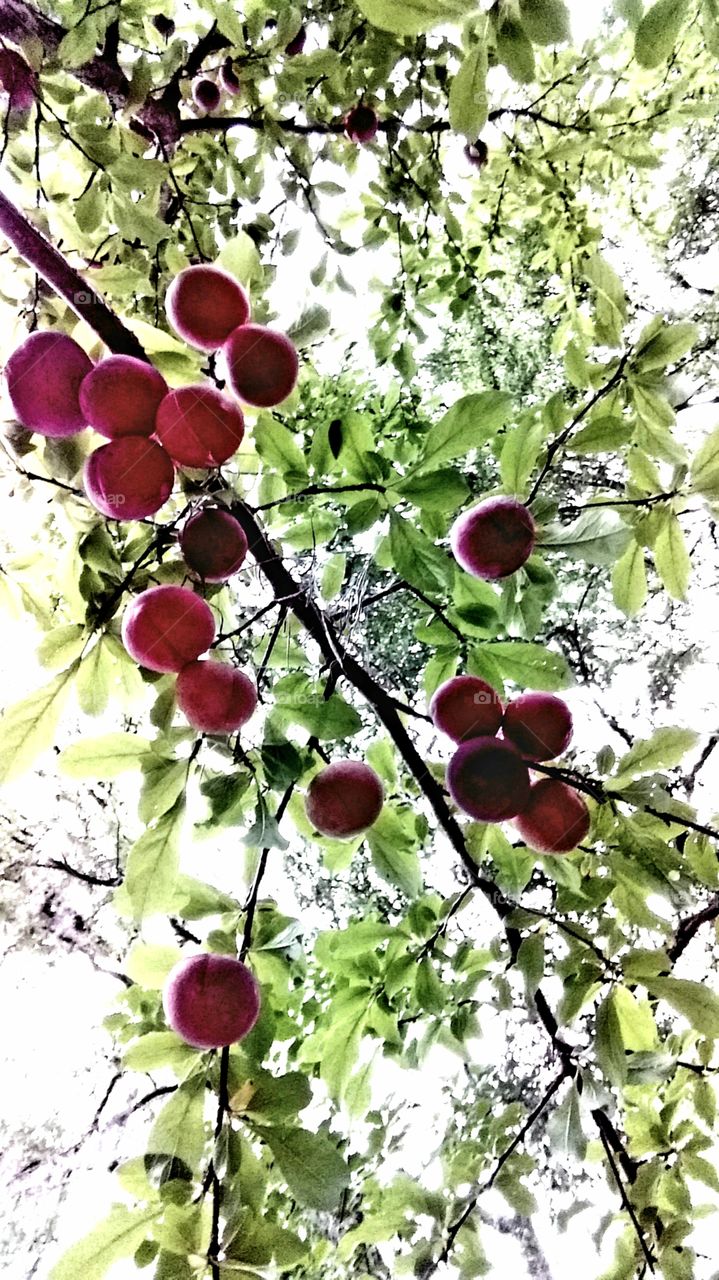 plums ripening on the fruit trees
