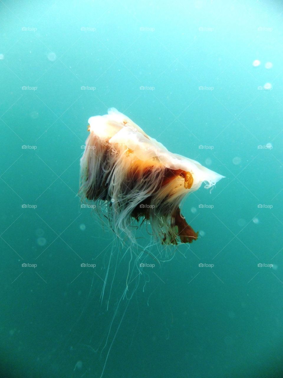 Jellyfish