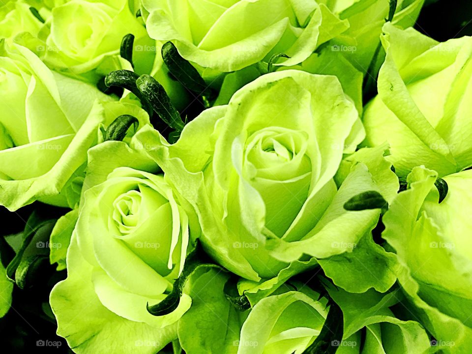 Green roses