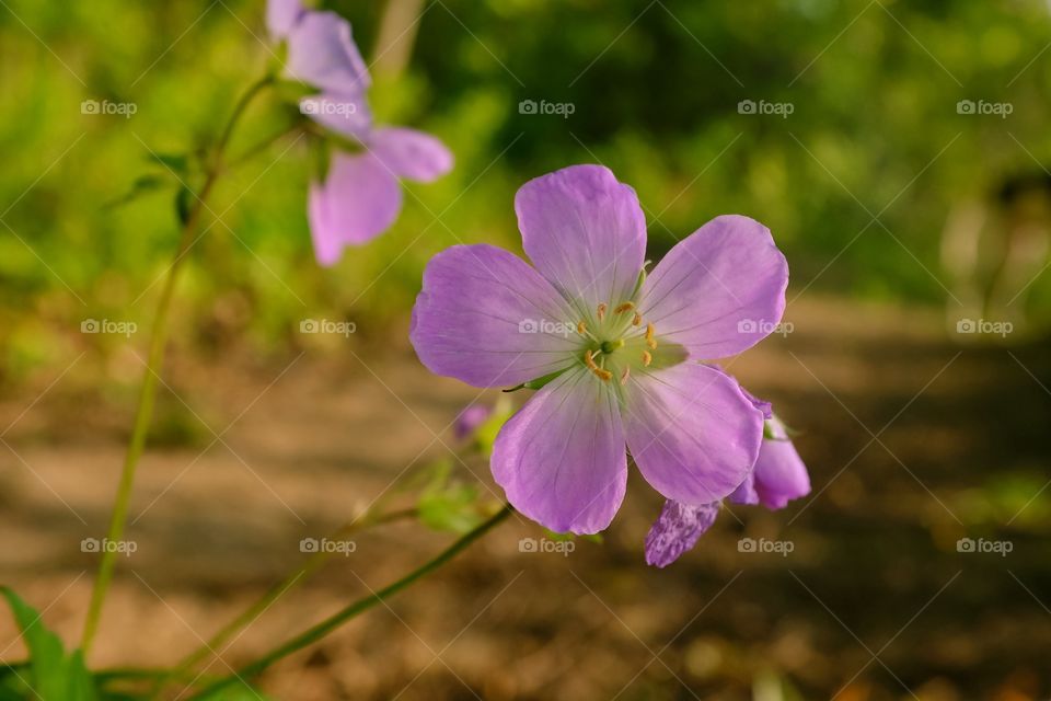 Springtime Flowers