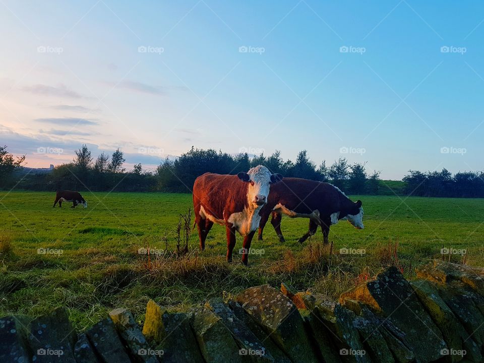 Cows ... on a Dinner ...