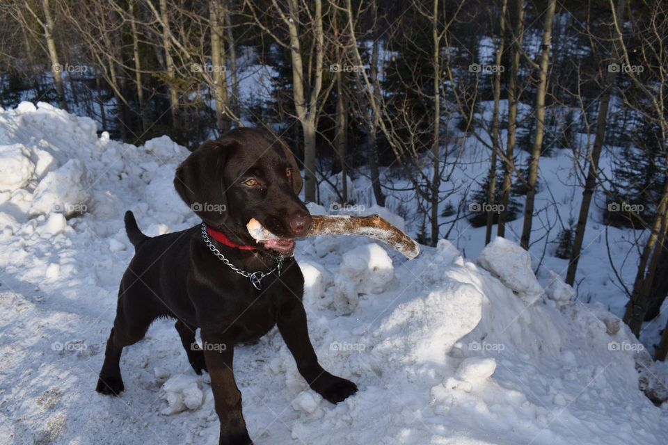 Chocolate lab with his stick 