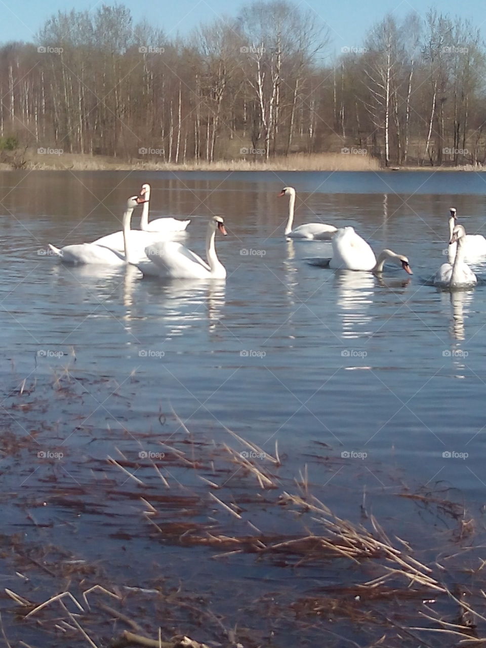 Swan, Lake, Bird, Water, Reflection