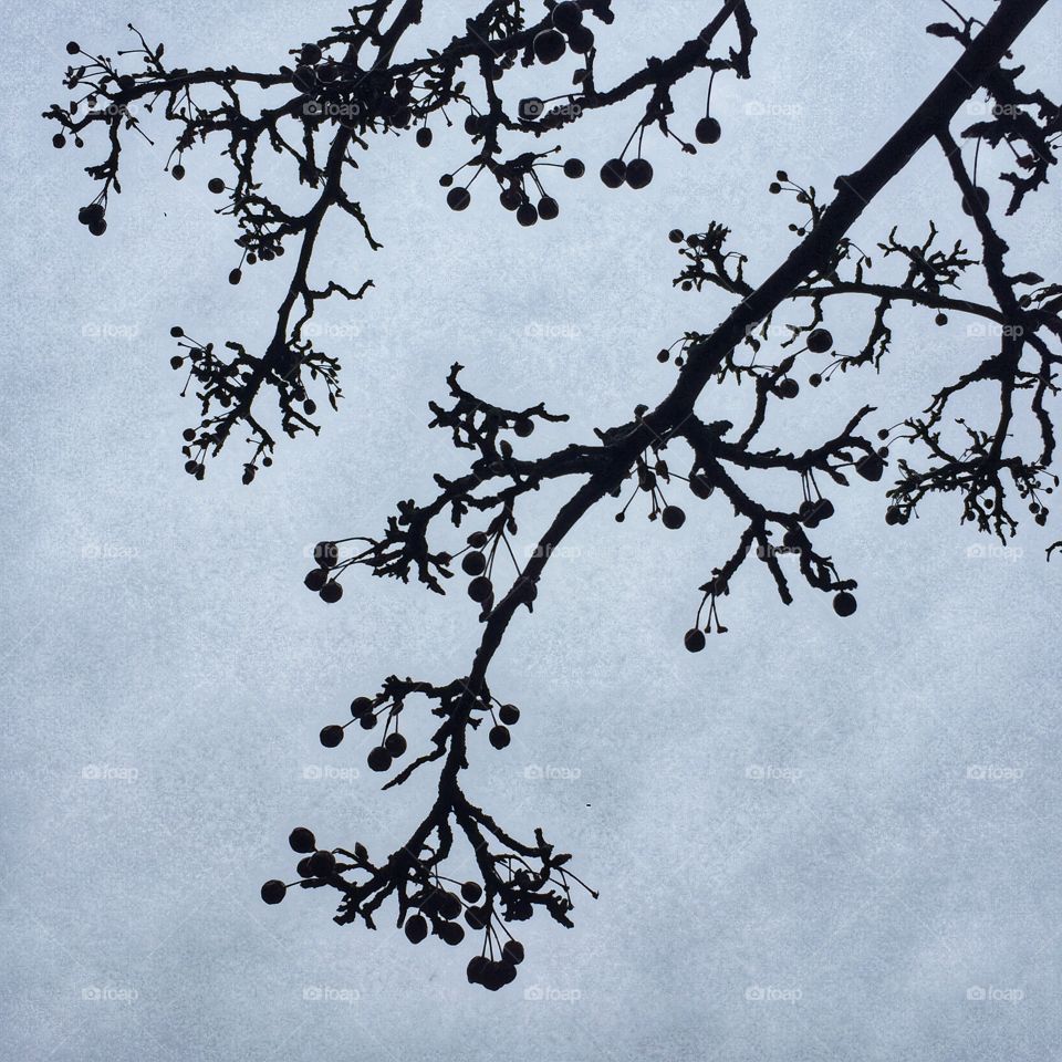 A silhouette of a tree in winter, with berries on its branches, against a cloudy gray sky.