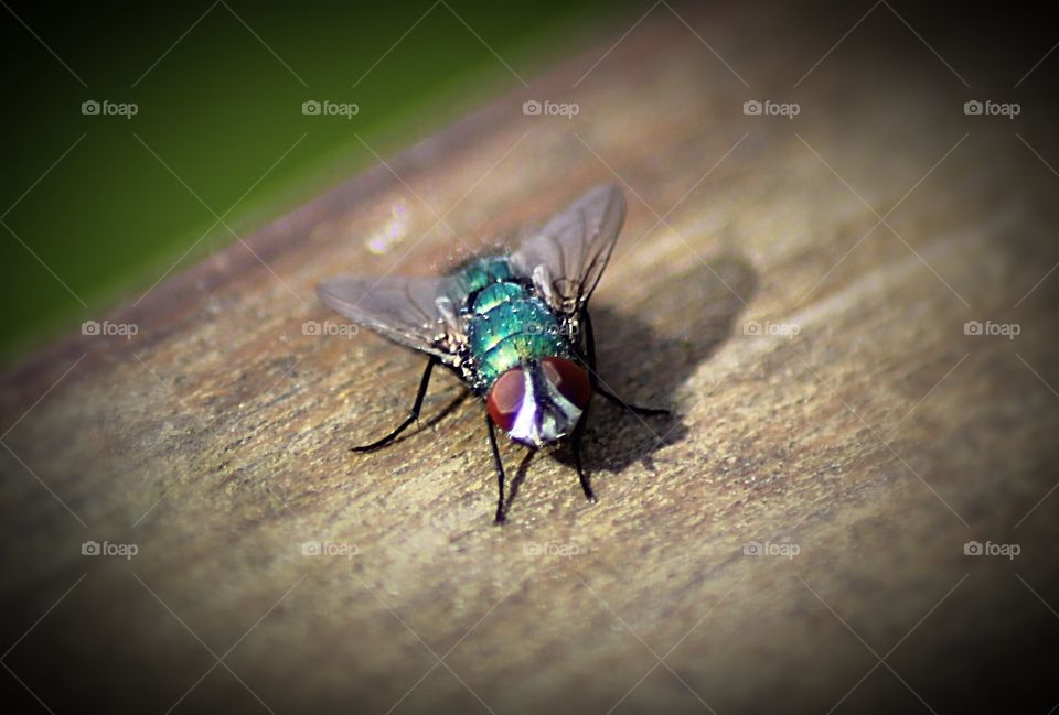 Green bottle fly closeup 