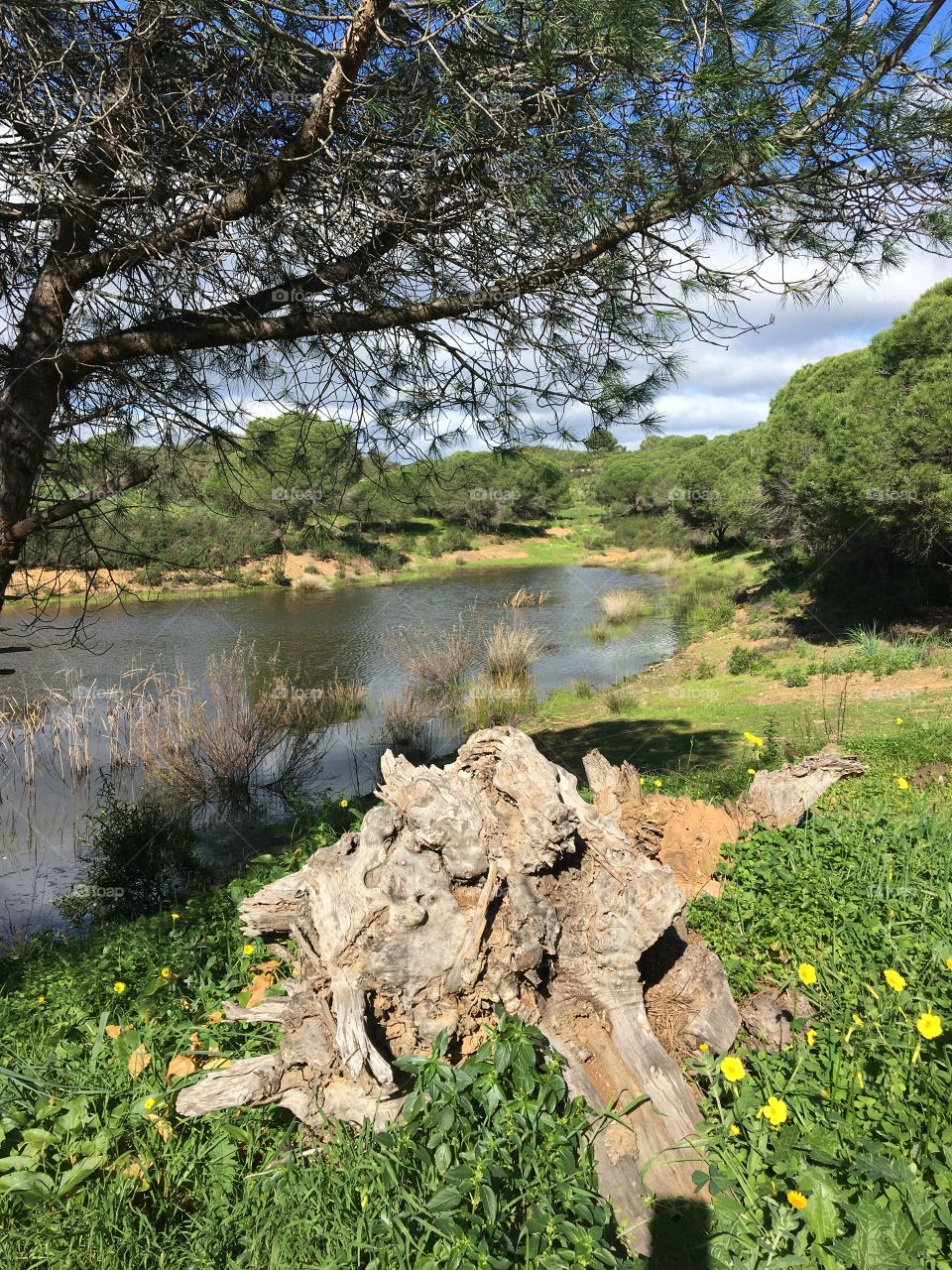 Landscape with pond and old trunk