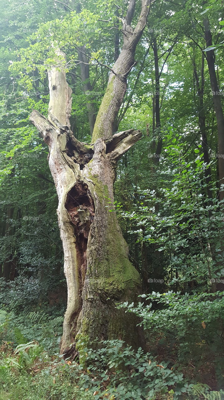 odd tree