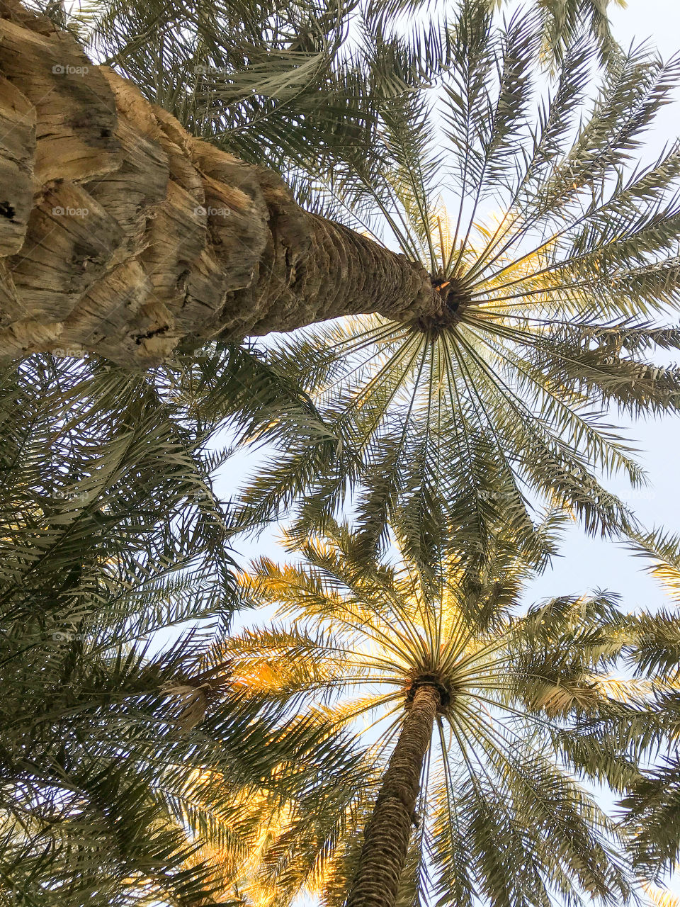 date palm tree 