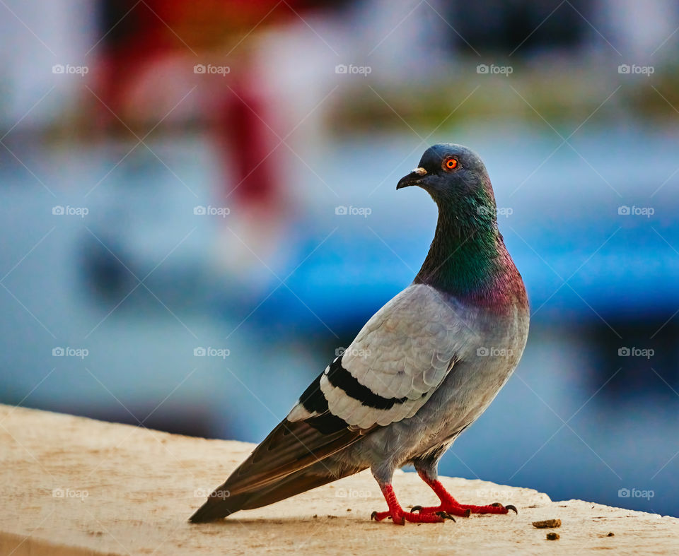 Bird Photography - Dove - glowing in morning light