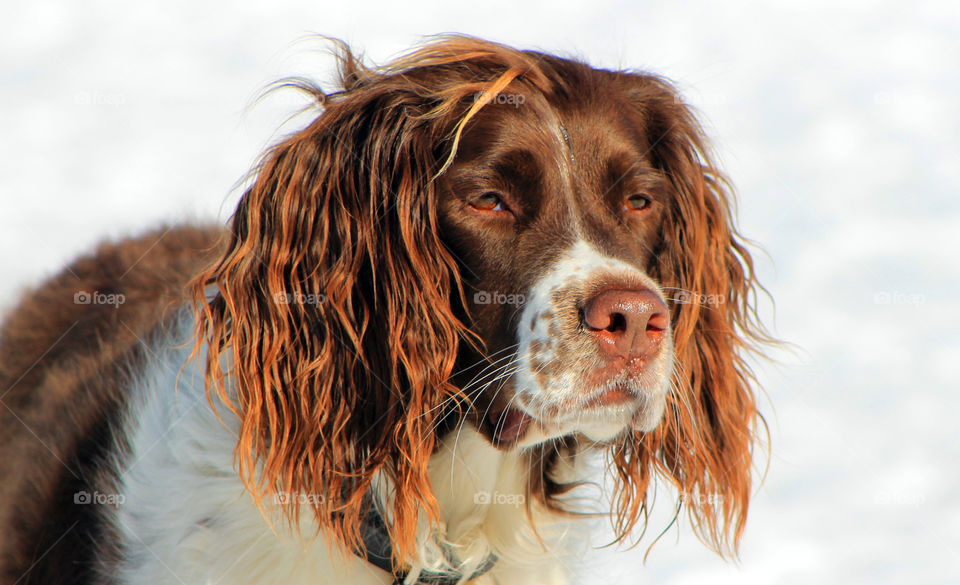 Head shot of a chestnut and white spaniel on a beautiful and sunny winter day at the dog park. The dog was super friendly and wanted to play with all the pups. 