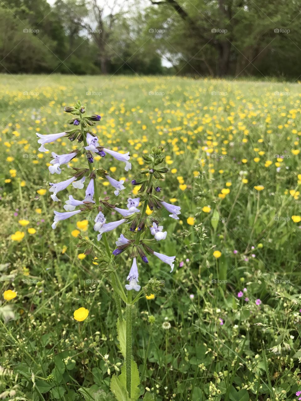 Flowered weeds