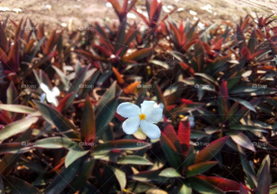 chamily flower with grass