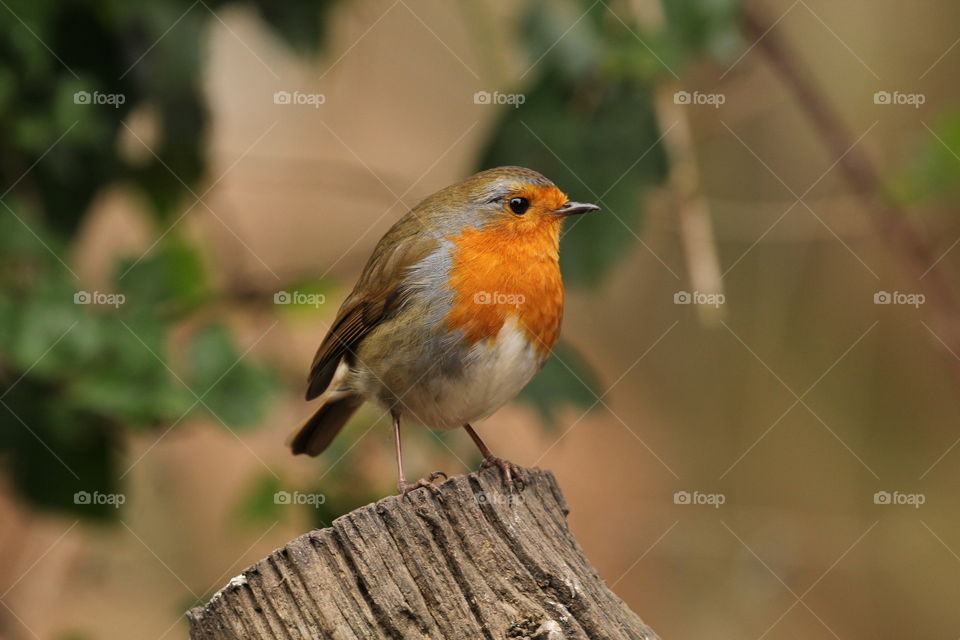 Robin perched